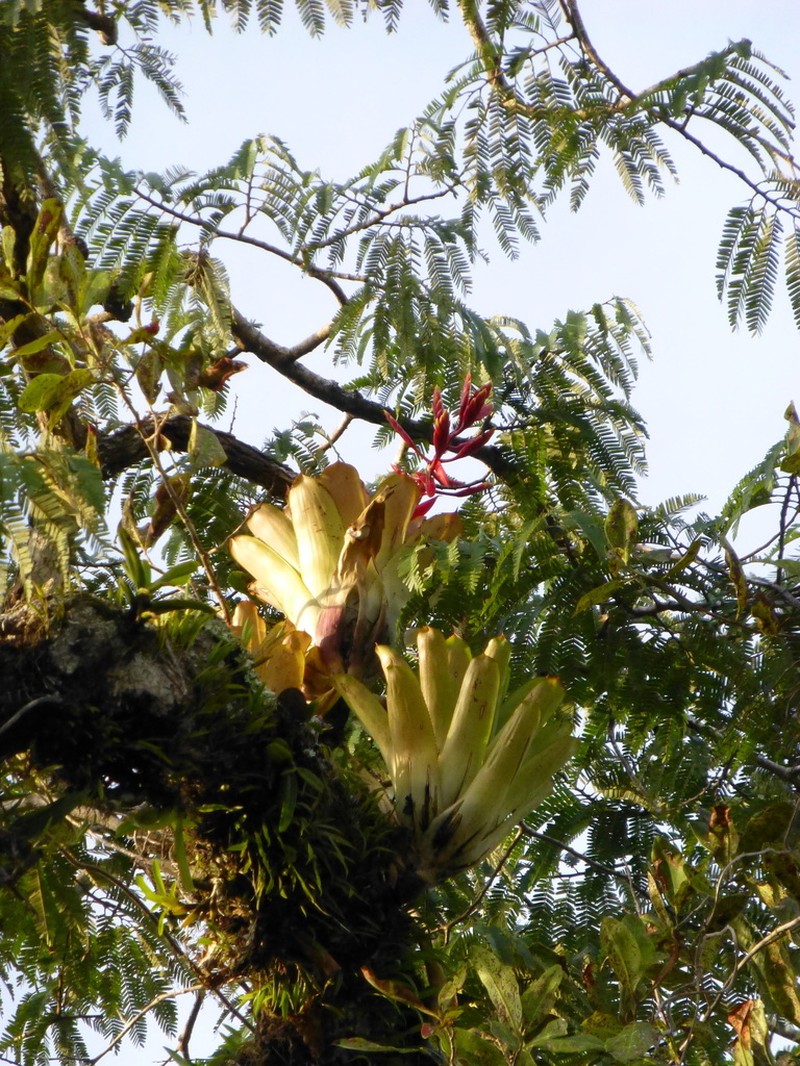 Aechmea romeroi photo 2