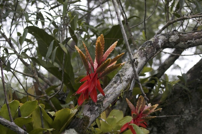 Aechmea romeroi photo 3