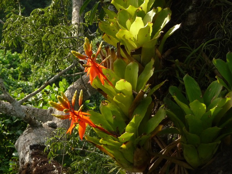 Aechmea romeroi photo 4