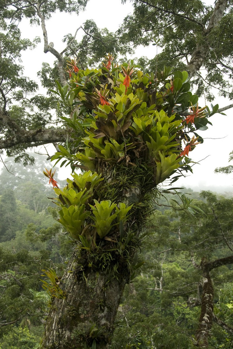 Aechmea romeroi photo 5