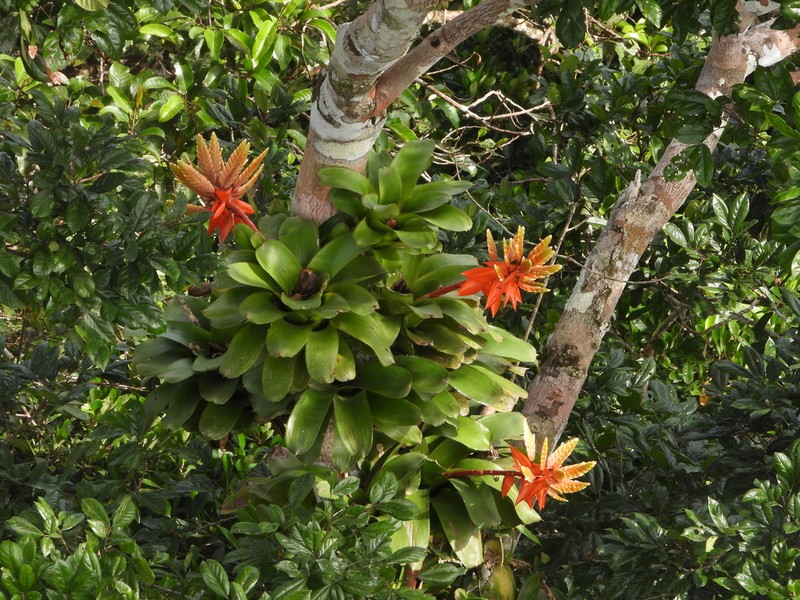 Aechmea romeroi photo 6