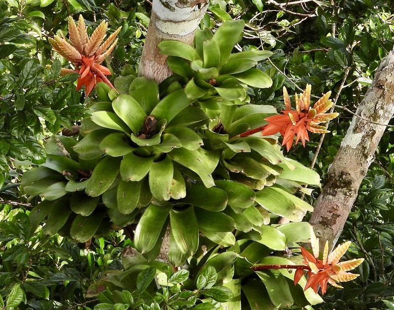 Aechmea romeroi photo 7