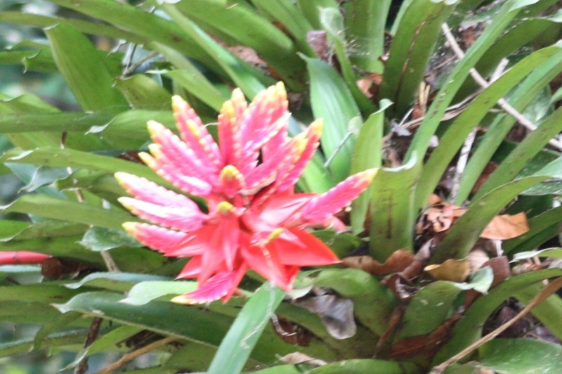 Aechmea romeroi photo 8