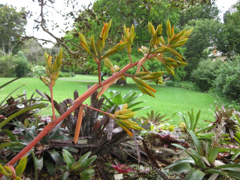 Aechmea rubens