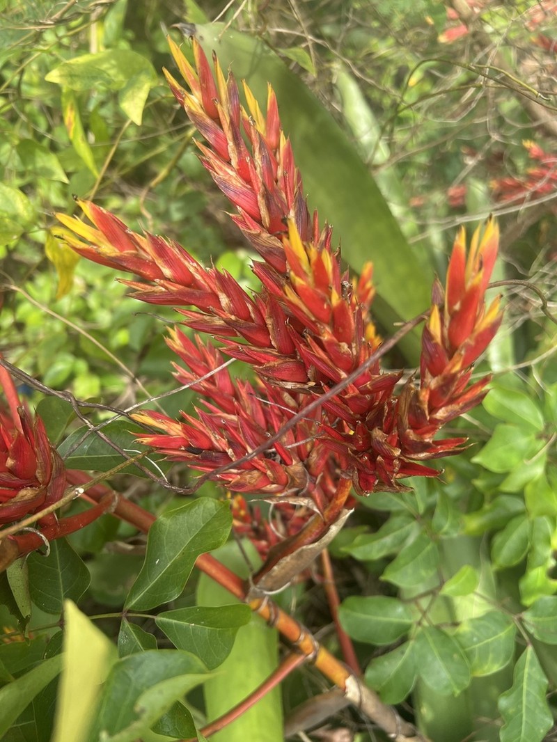 Aechmea rubens photo 3