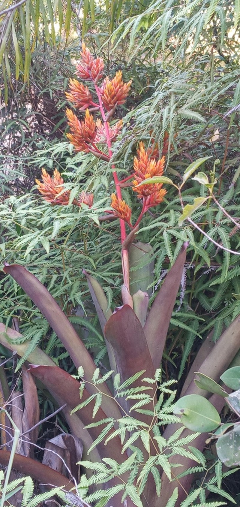 Aechmea rubens photo 4
