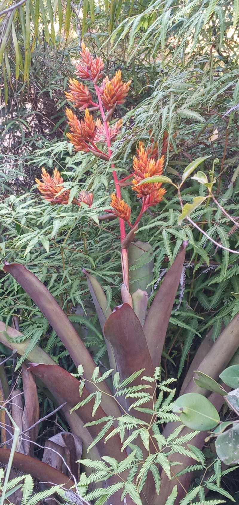 Aechmea rubens photo 5