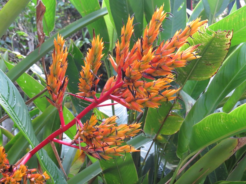 Aechmea rubens photo 6