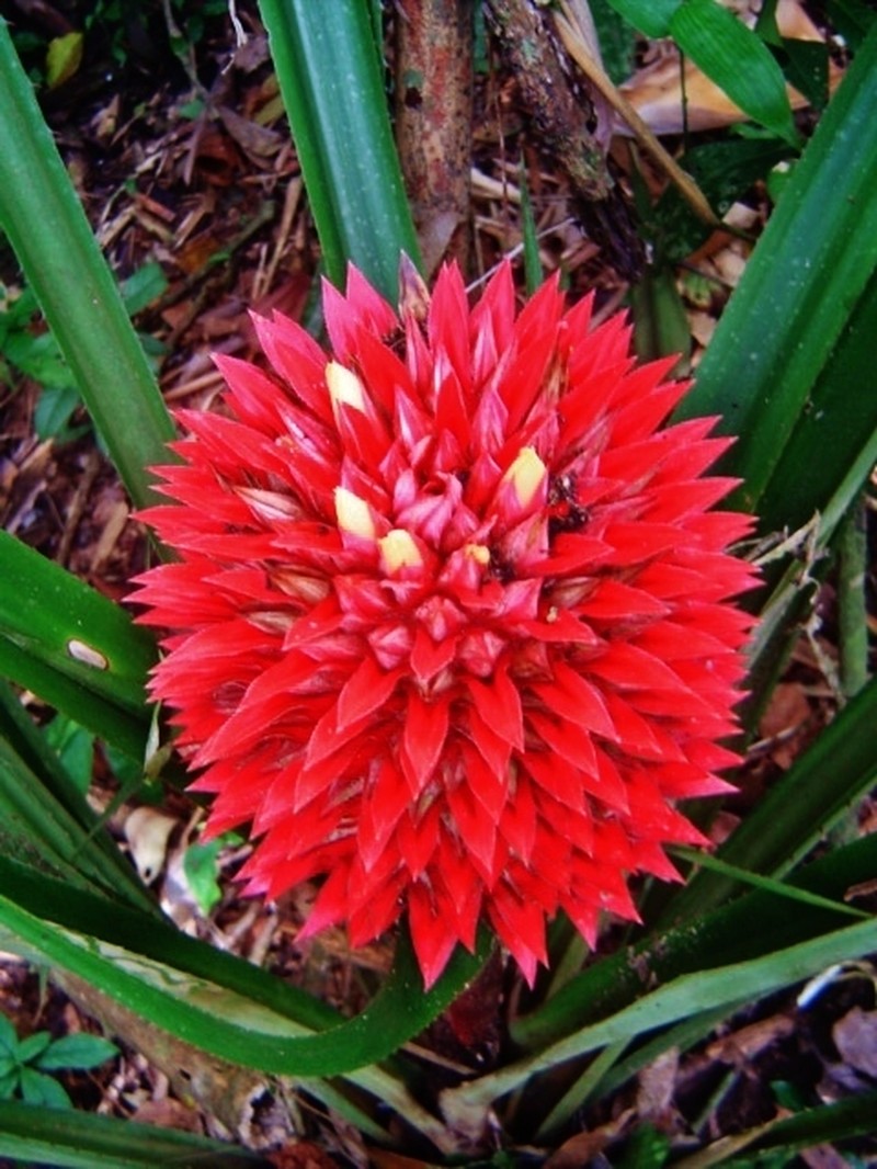 Aechmea rubiginosa photo 2