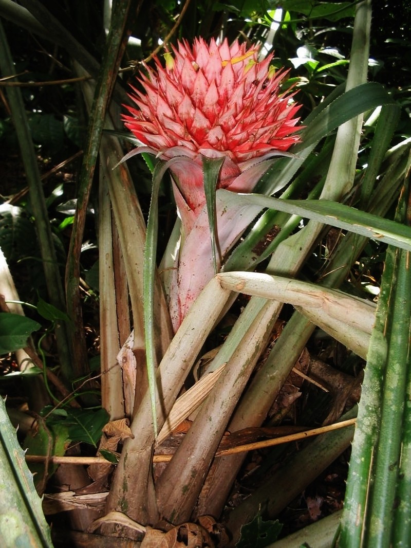 Aechmea rubiginosa photo 3