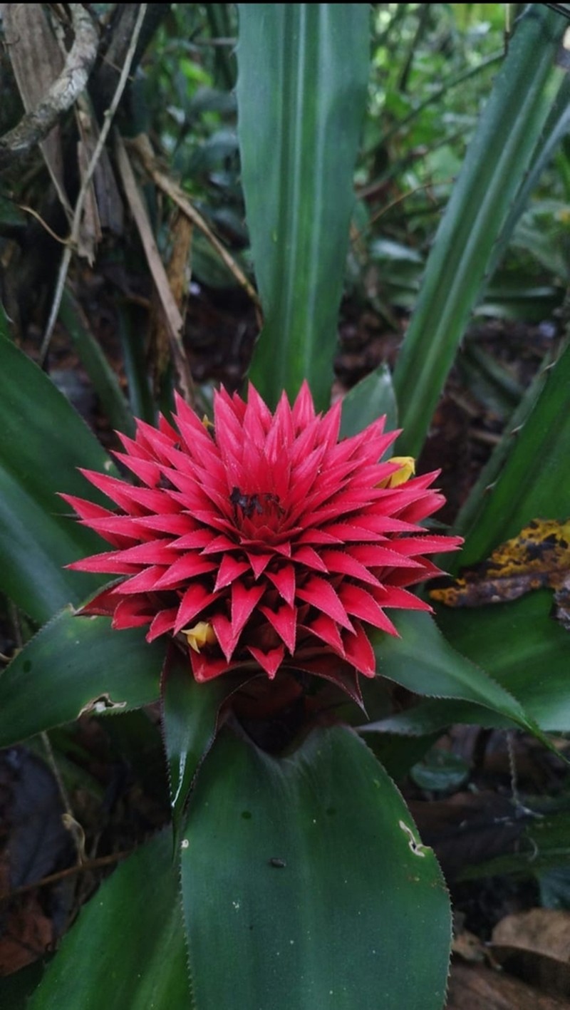 Aechmea rubiginosa photo 4