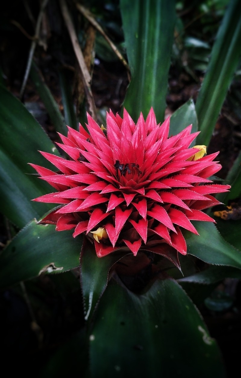 Aechmea rubiginosa photo 5