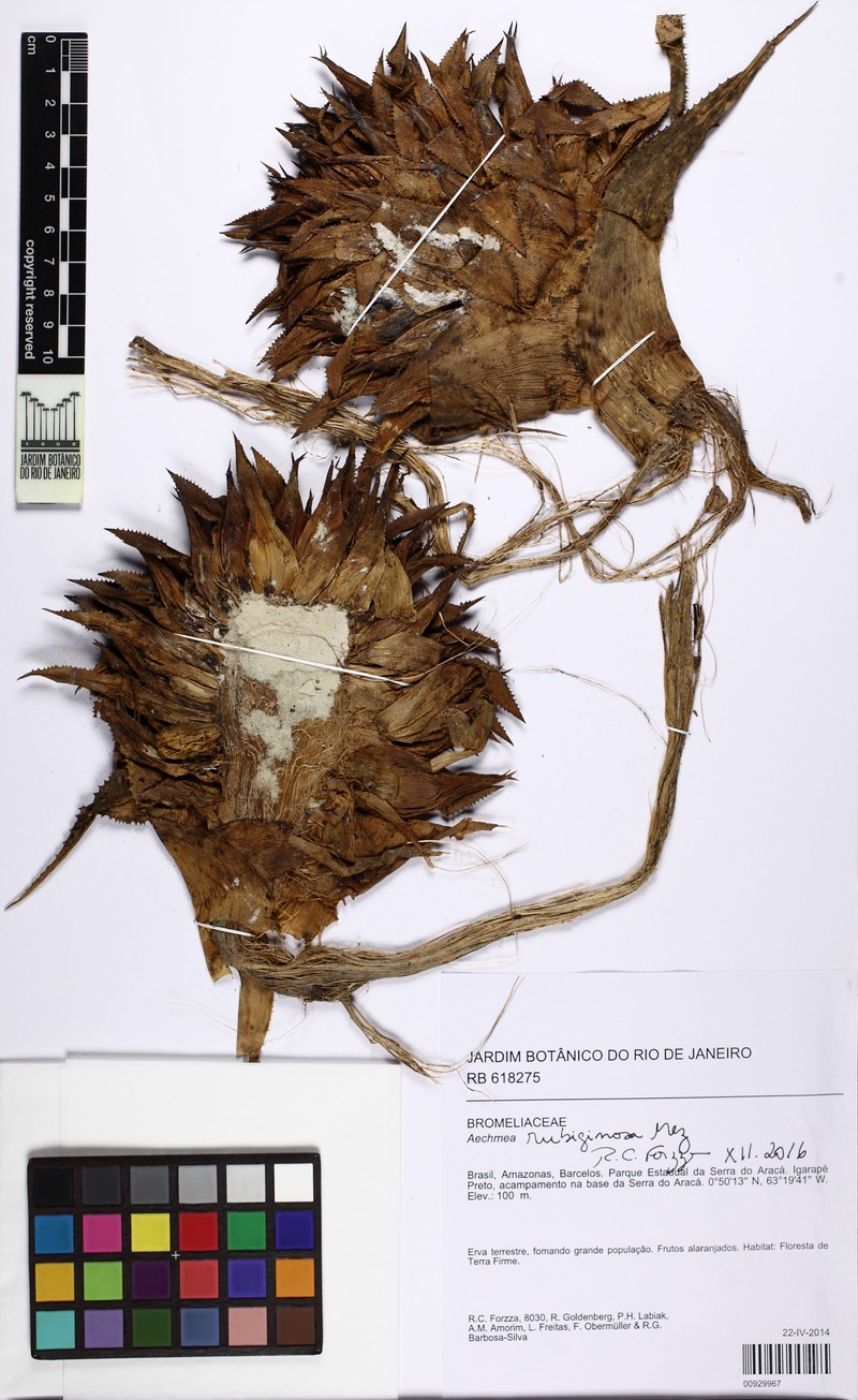 Aechmea rubiginosa photo 6