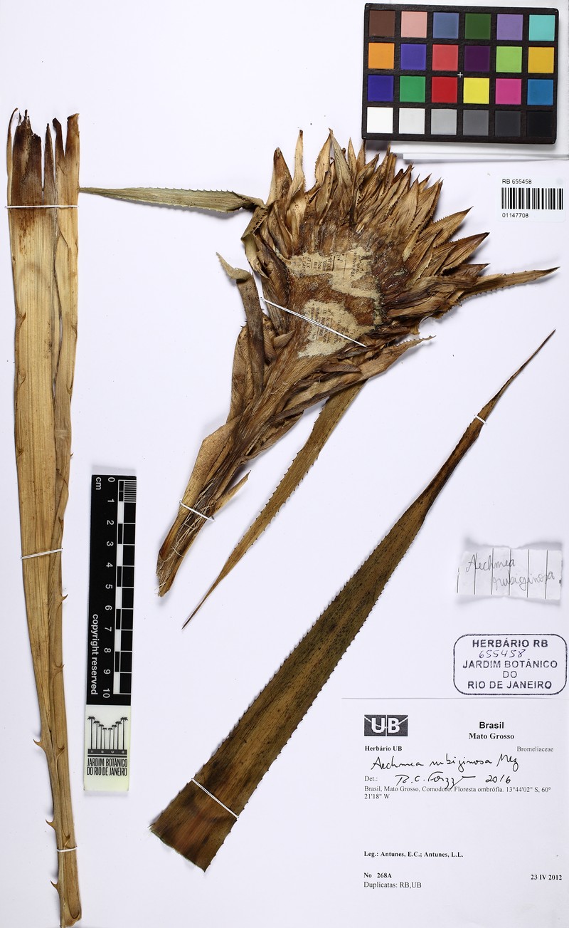 Aechmea rubiginosa photo 7