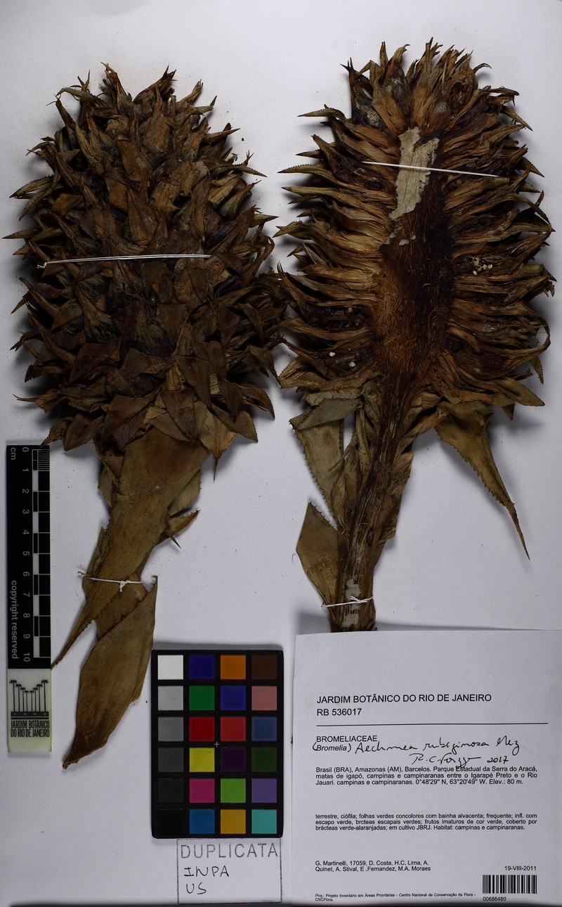 Aechmea rubiginosa photo 8