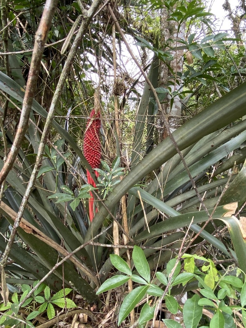 Aechmea rubroaristata