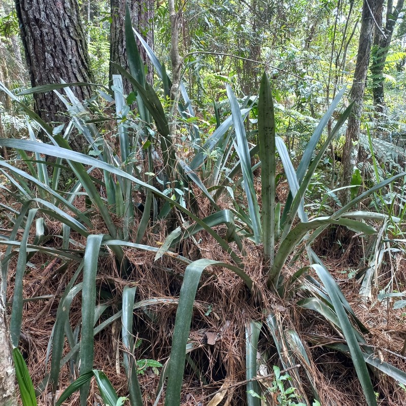 Aechmea rubroaristata photo 2