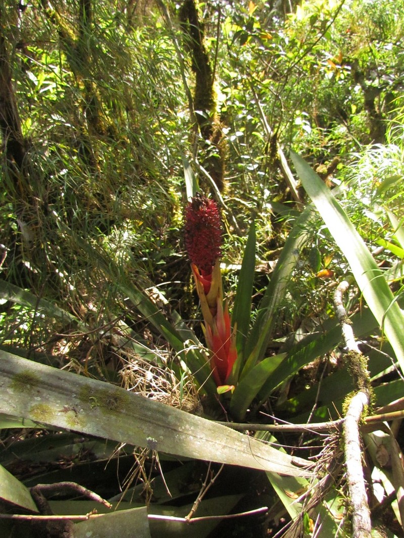 Aechmea rubroaristata photo 3