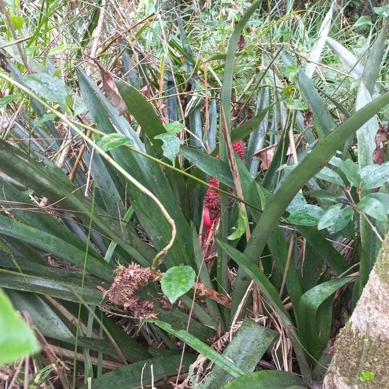 Aechmea rubroaristata photo 4