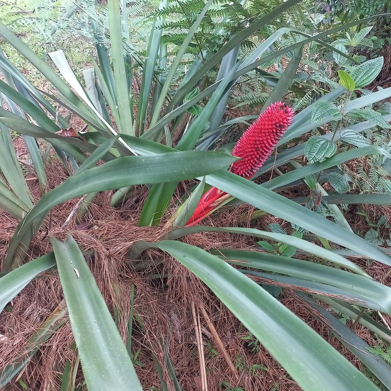 Aechmea rubroaristata photo 5