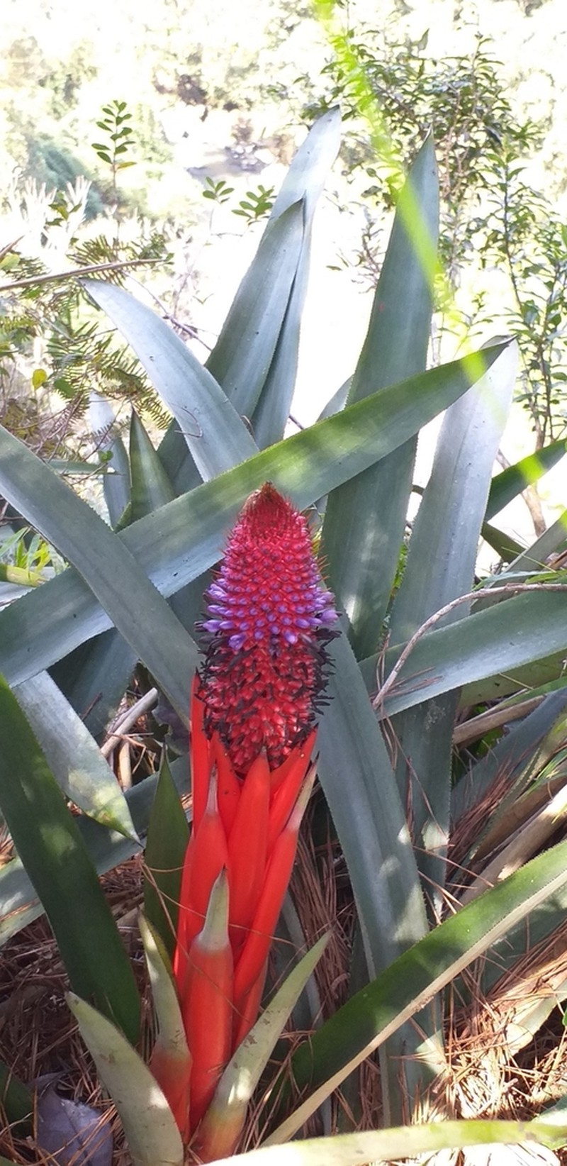 Aechmea rubroaristata photo 6
