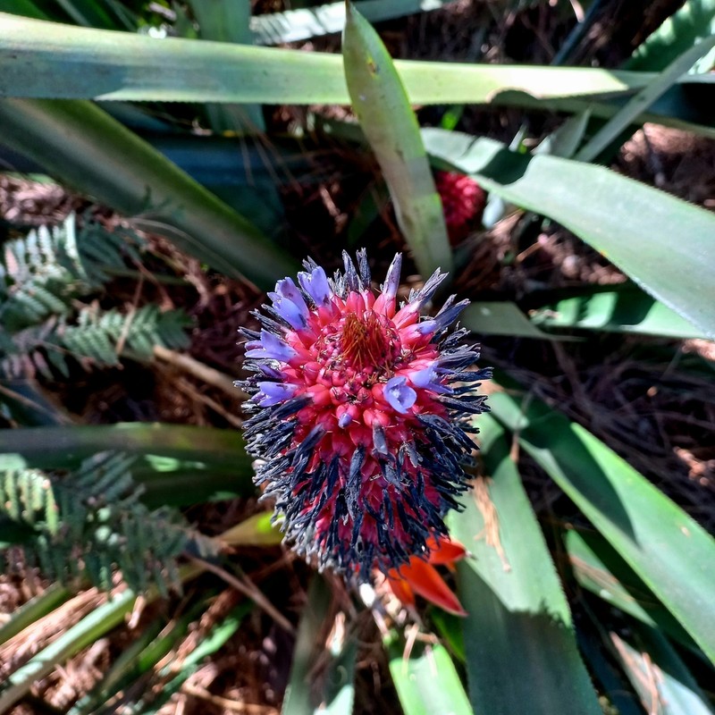 Aechmea rubroaristata photo 7