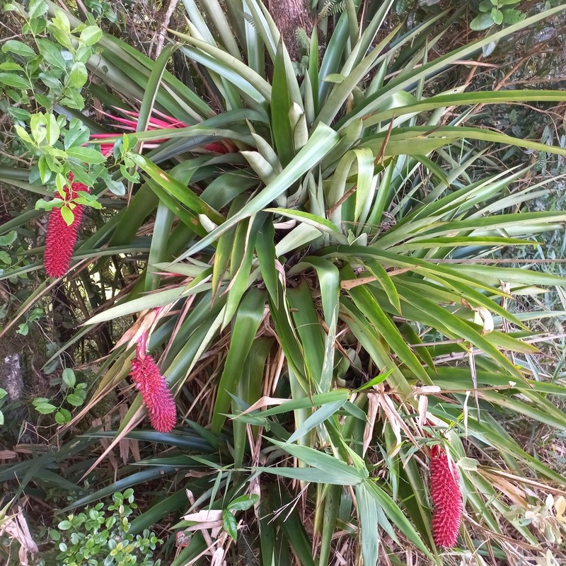 Aechmea rubroaristata photo 8