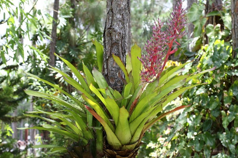 Aechmea rubrolilacina