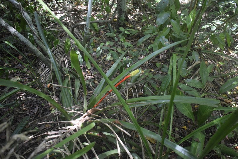 Aechmea seidelii