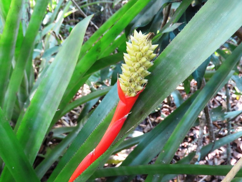 Aechmea seidelii photo 2