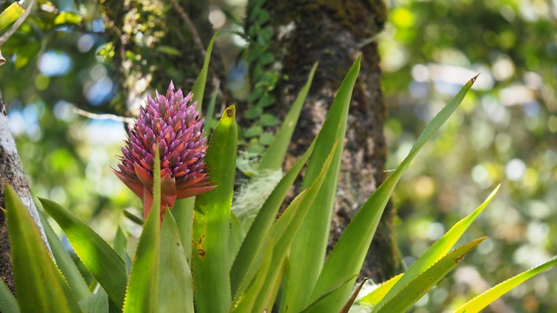 Aechmea serrata photo 3