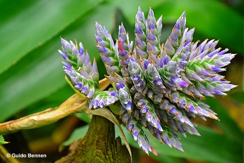 Aechmea serrata photo 5