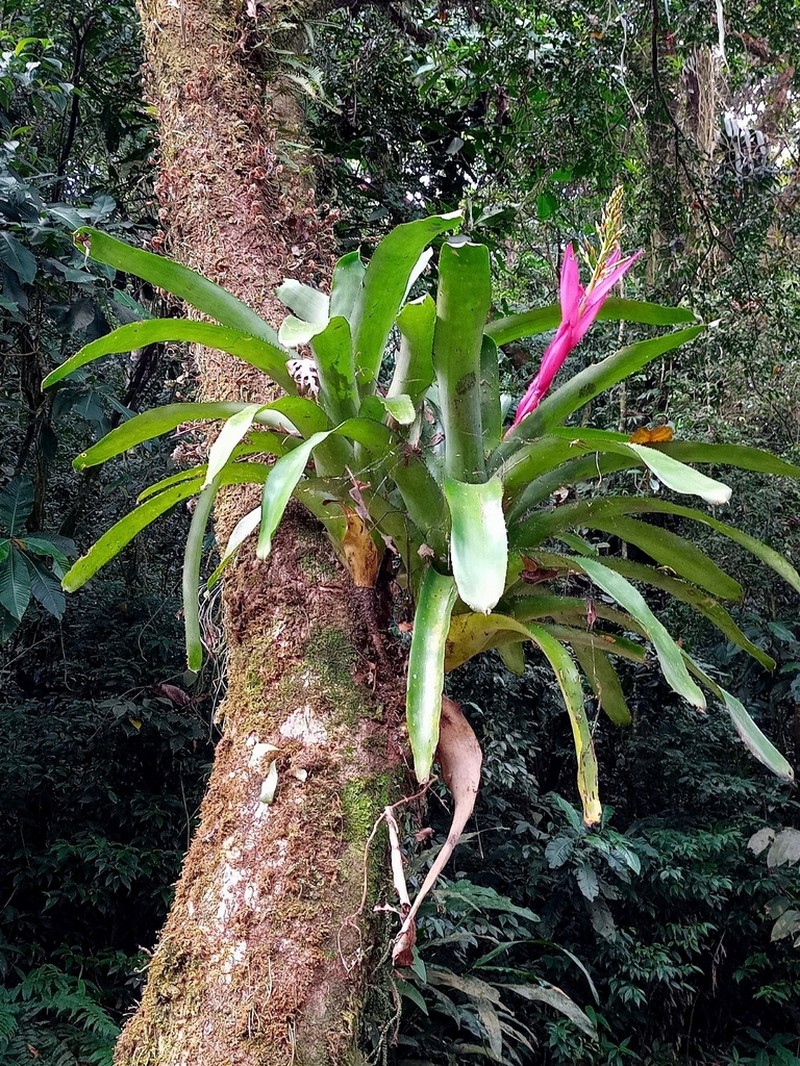 Aechmea servitensis photo 2
