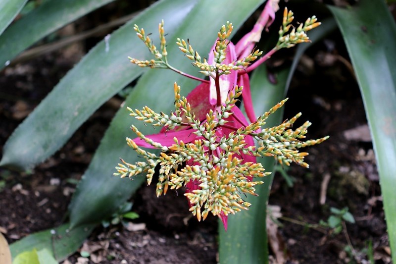 Aechmea servitensis photo 3