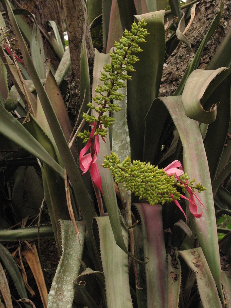Aechmea servitensis photo 4