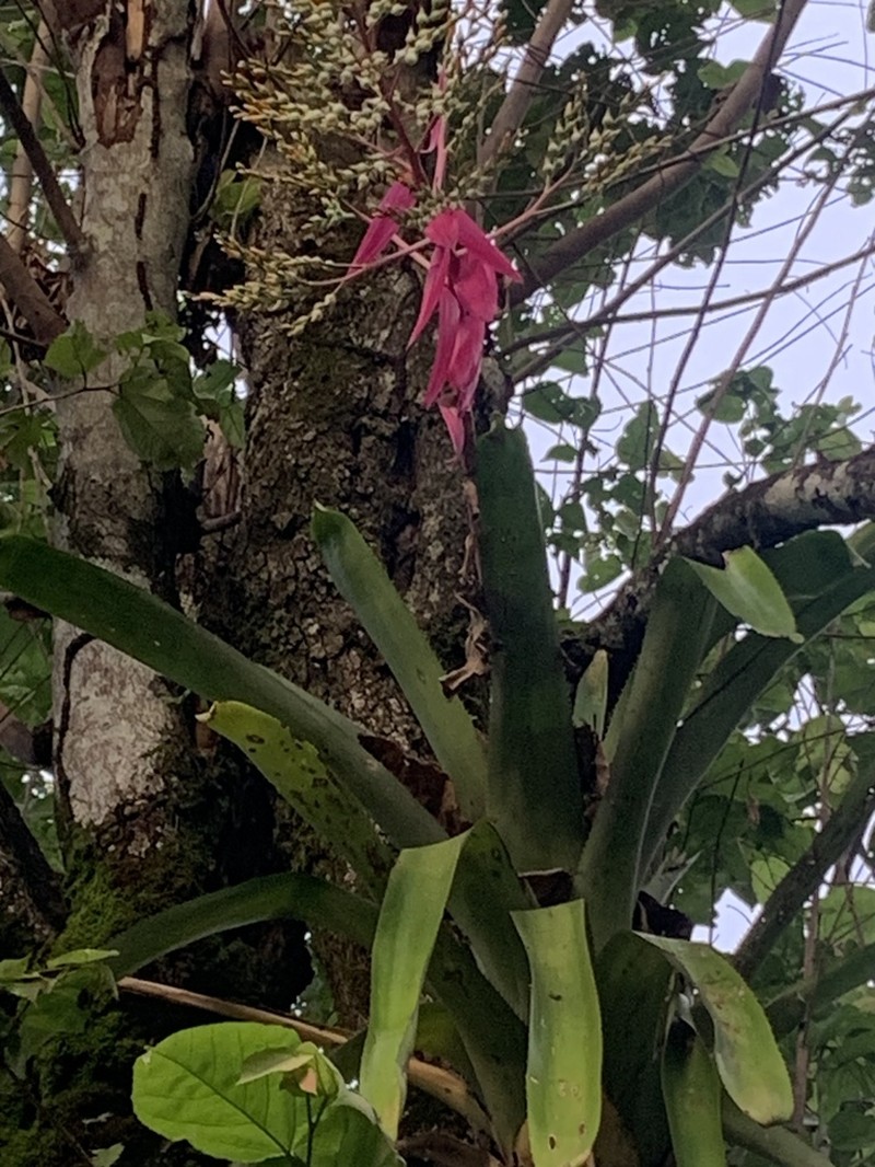Aechmea servitensis photo 5
