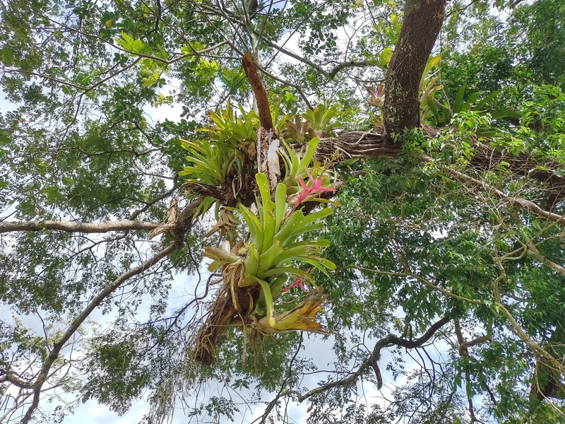 Aechmea servitensis photo 6