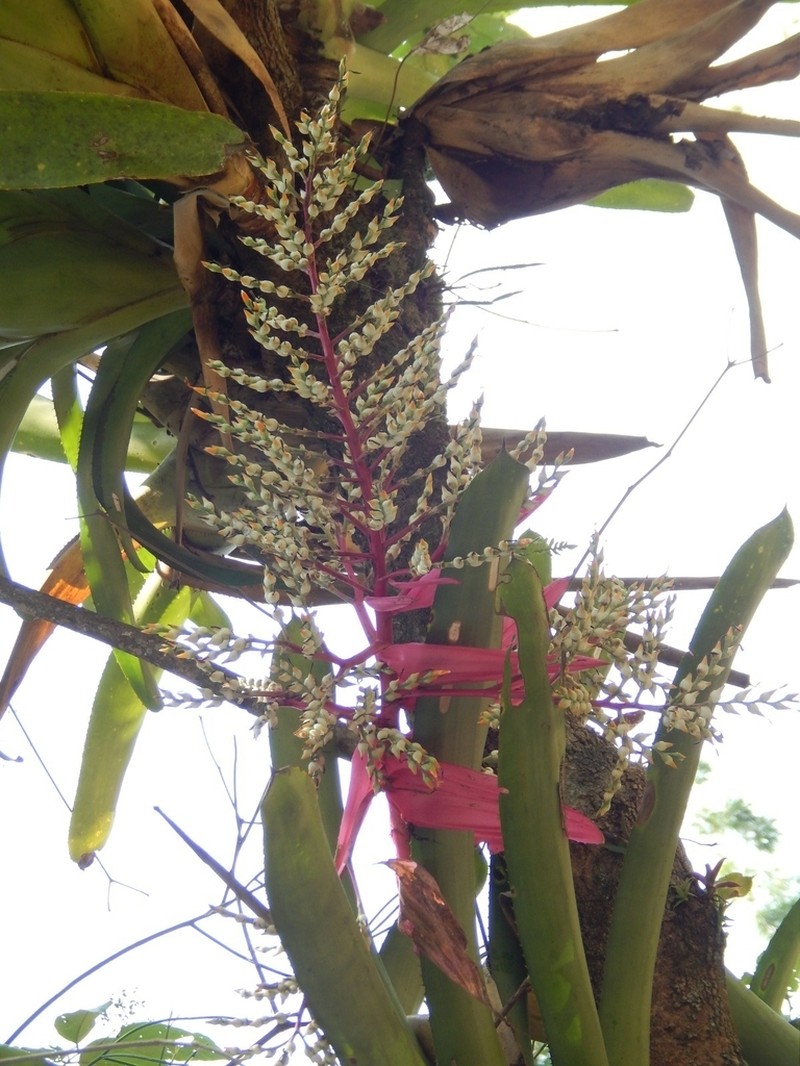 Aechmea servitensis photo 7