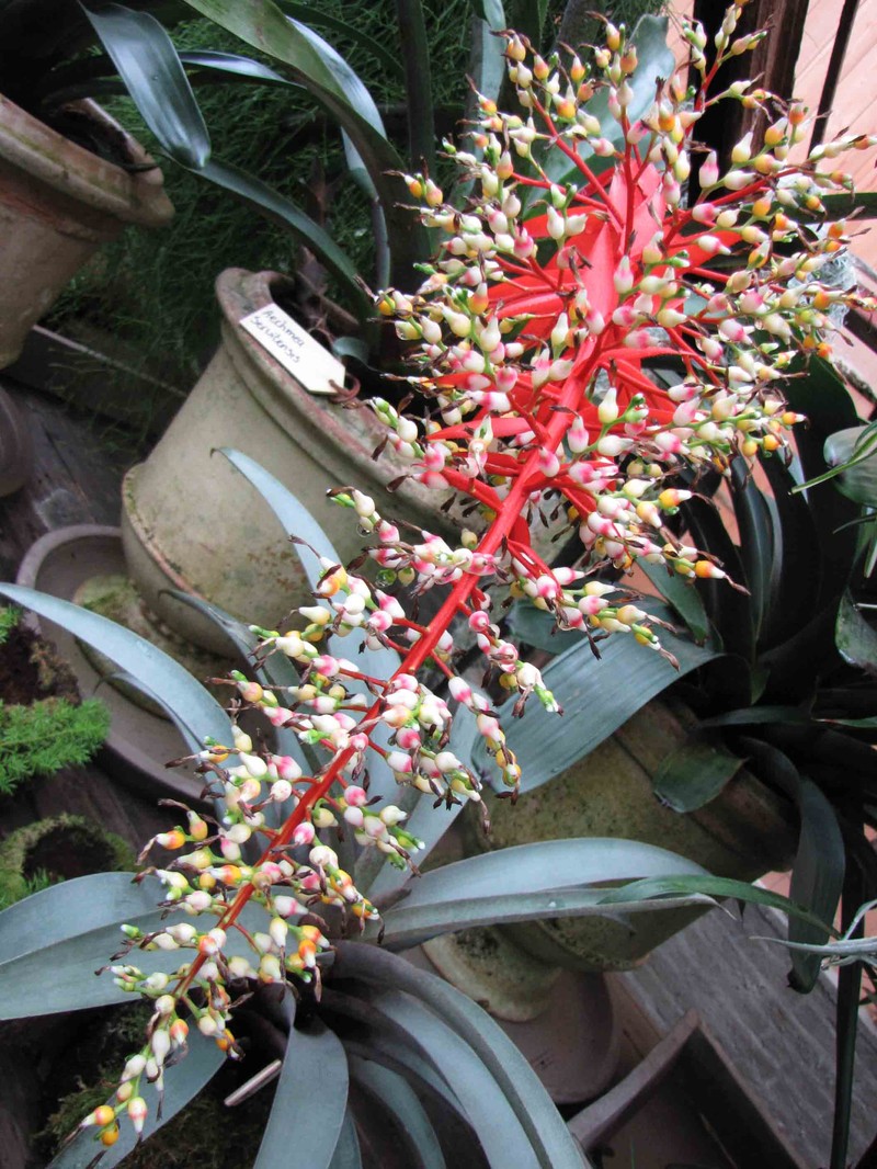 Aechmea servitensis