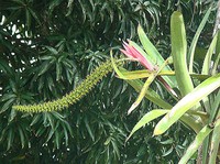 Aechmea setigera