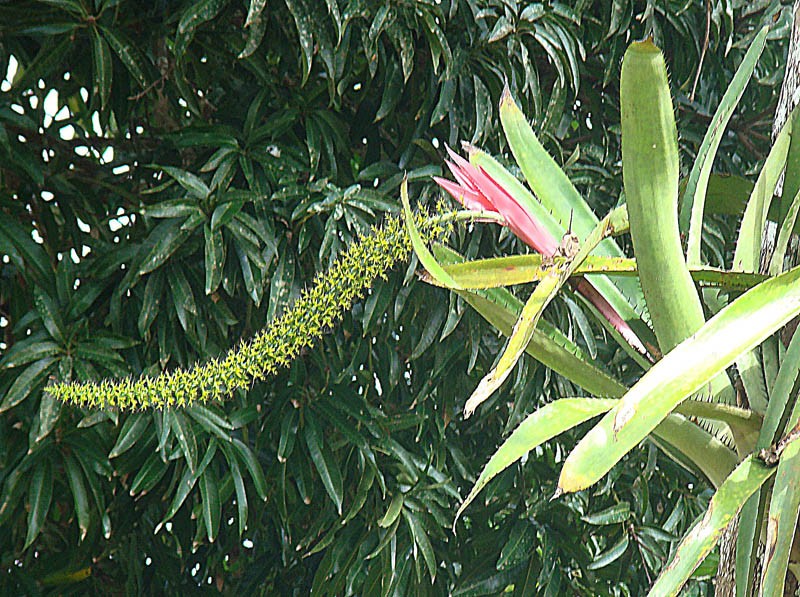 Aechmea setigera