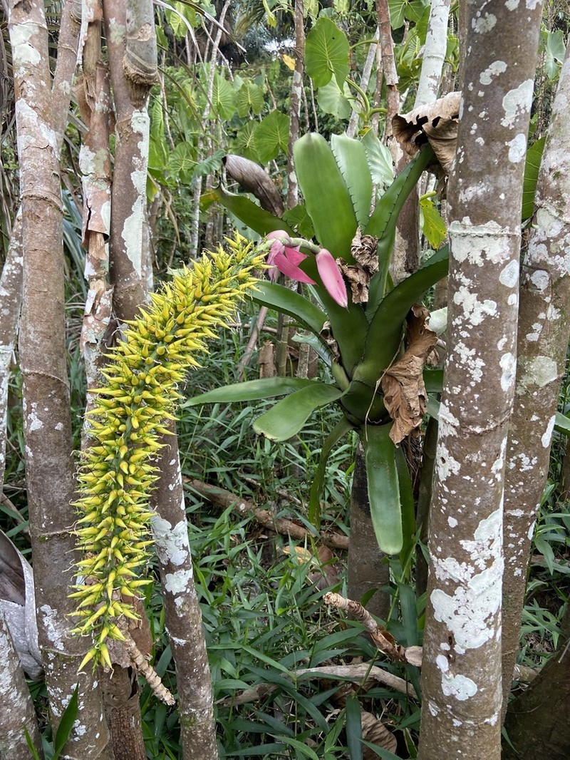 Aechmea setigera photo 2