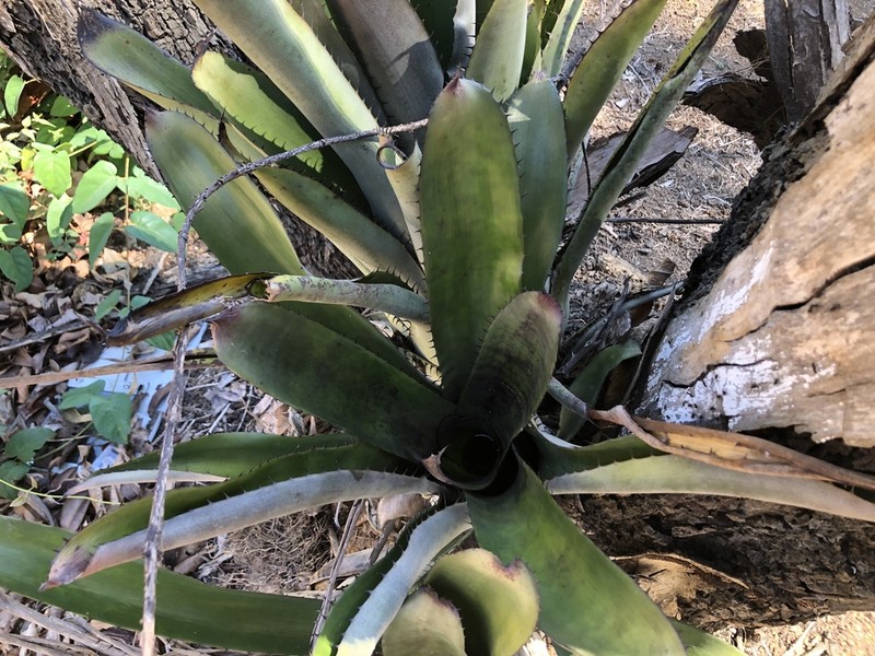 Aechmea setigera photo 3