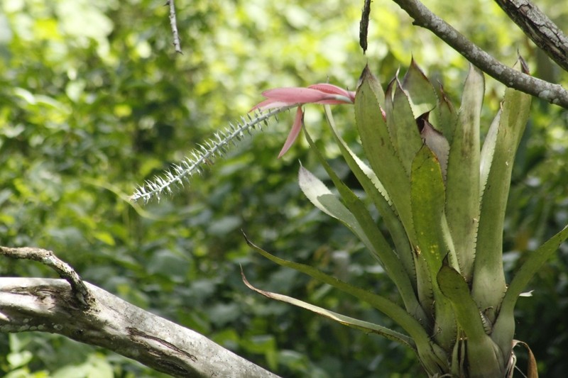 Aechmea setigera photo 4