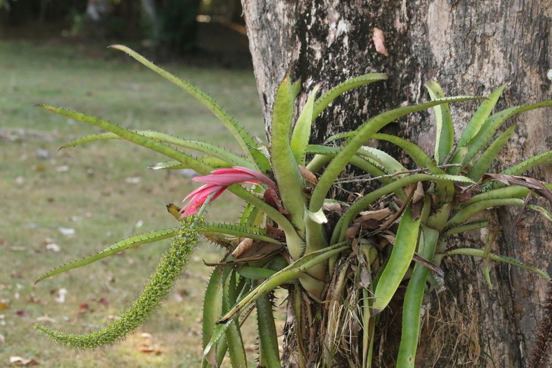 Aechmea setigera photo 5