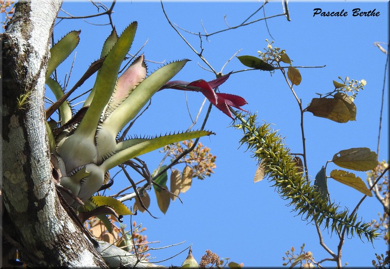Aechmea setigera photo 7