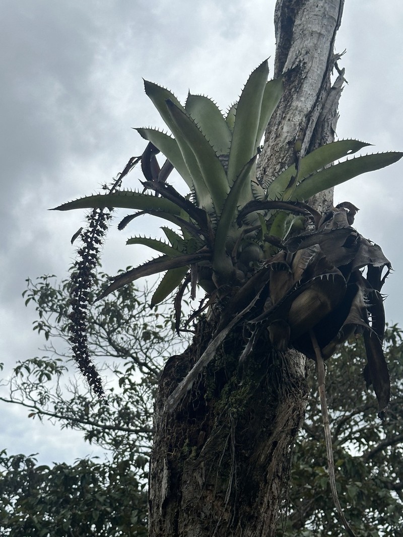 Aechmea setigera photo 8
