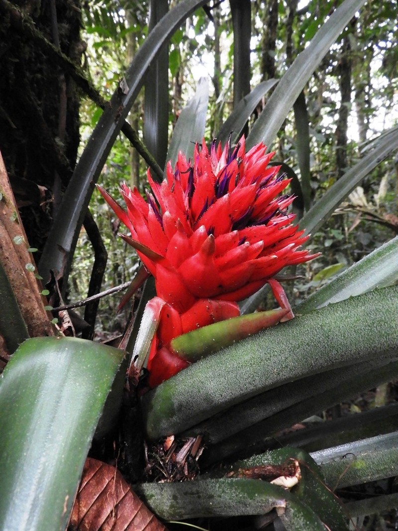 Aechmea skotakii