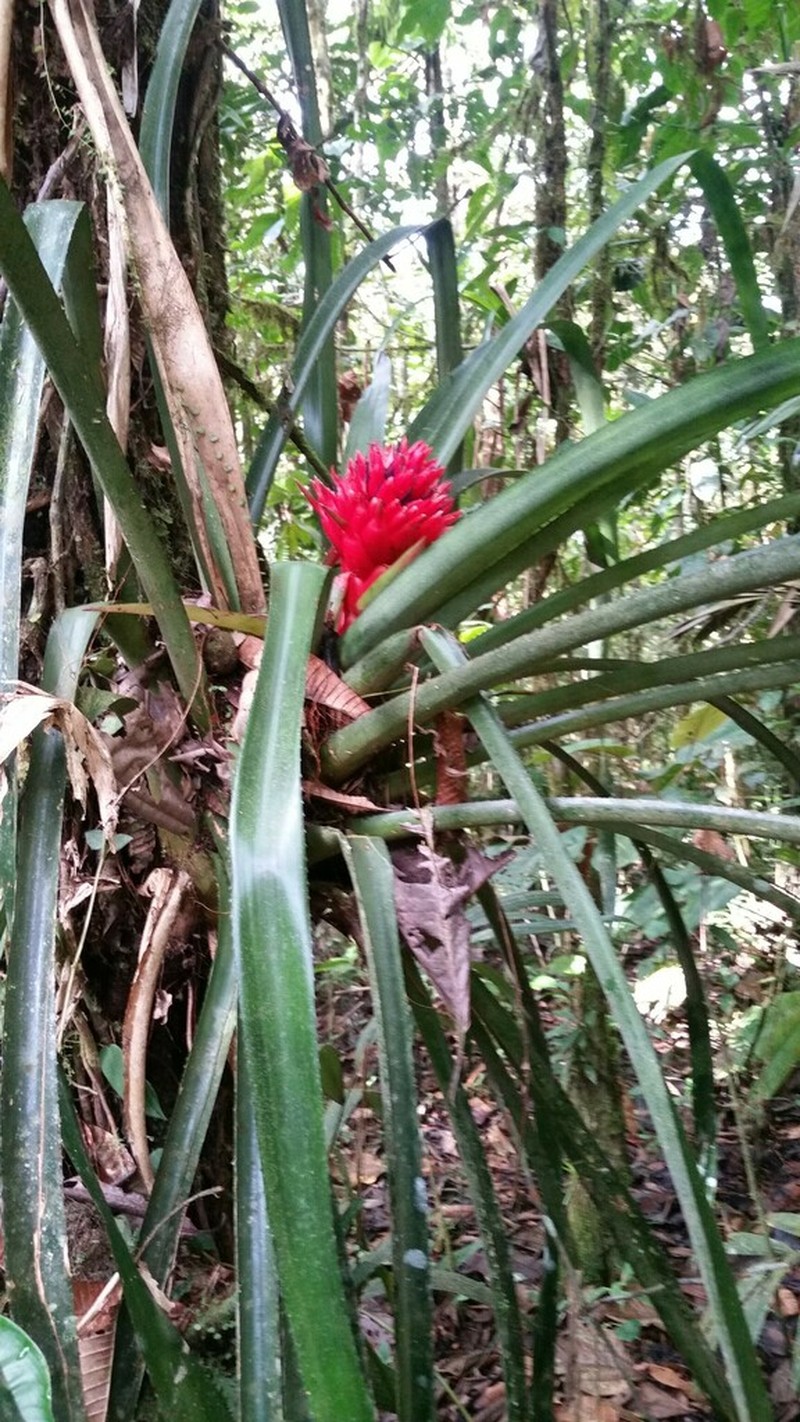 Aechmea skotakii photo 2