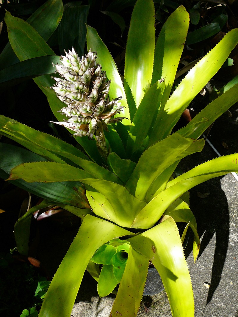 Aechmea smithiorum